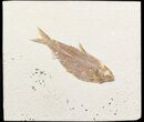 Detailed Knightia Fossil Fish - Wyoming #48174-1
